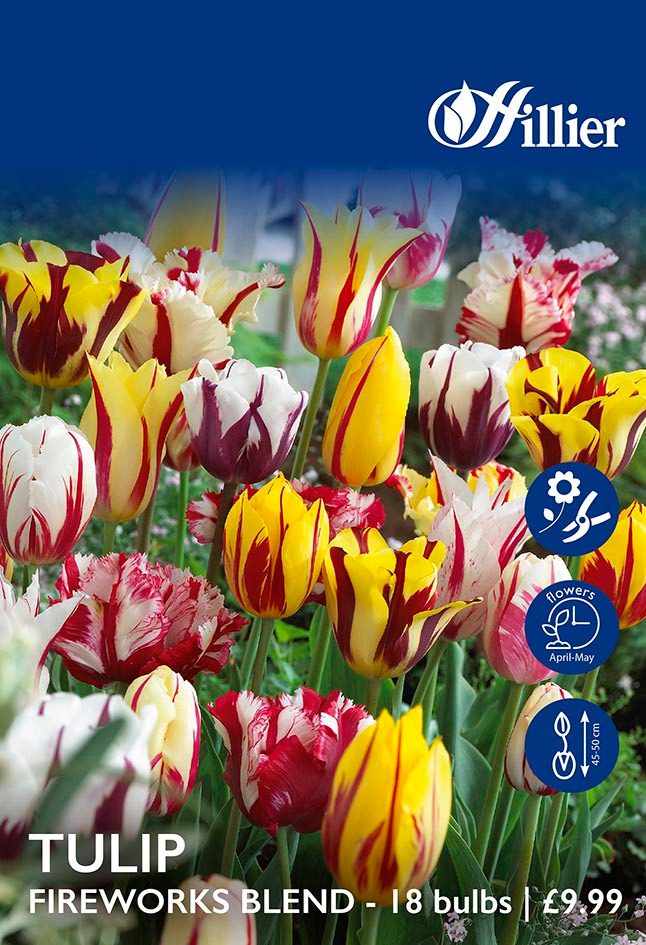 Tulip Fireworks Blend Bulbs 8718641996379